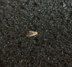 Zygina flammigera