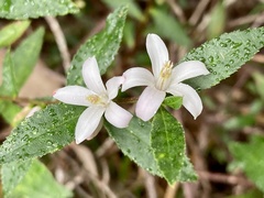 Crowea angustifolia