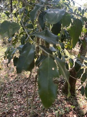 Olea capensis macrocarpa