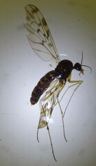 Sylvicola