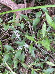 Crowea angustifolia