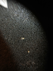 Zygina flammigera