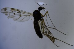 Sylvicola