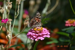Vanessa virginiensis