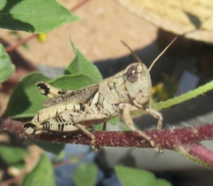 Melanoplus ponderosus