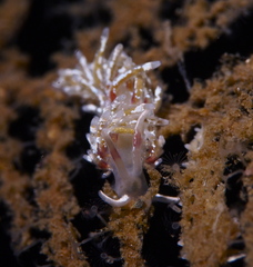 Rubramoena rubescens