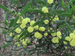 Acacia verniciflua