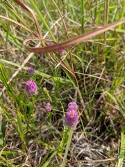 Polygala sanguinea