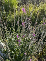 Lythrum salicaria
