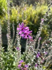 Lythrum salicaria