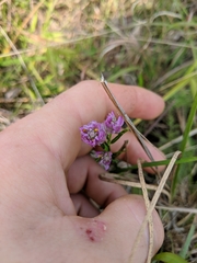 Polygala sanguinea
