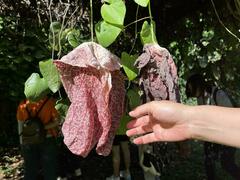 Aristolochia gigantea
