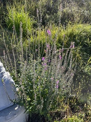 Lythrum salicaria