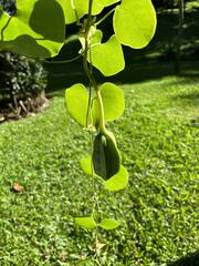 Aristolochia gigantea