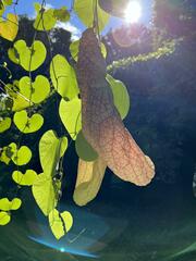 Aristolochia gigantea