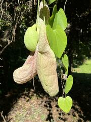 Aristolochia gigantea