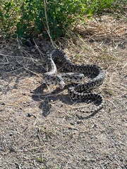 Pituophis catenifer deserticola