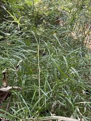 Asparagus falcatus