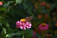 Vanessa virginiensis