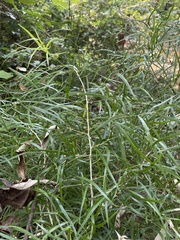 Asparagus falcatus