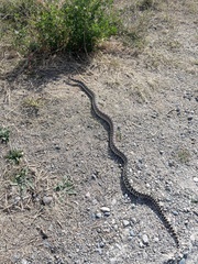 Pituophis catenifer deserticola