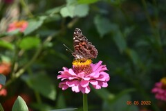 Vanessa virginiensis