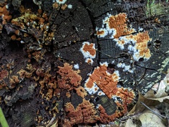 Botryobasidium aureum