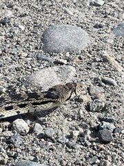 Pituophis catenifer deserticola