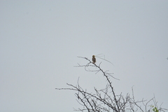 Ploceus
