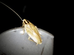 Blattella nipponica