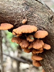 Anthracophyllum archeri