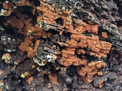 Botryobasidium aureum