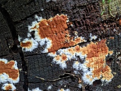 Botryobasidium aureum