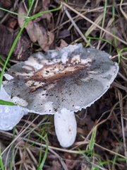 Russula parazurea
