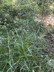 Asparagus falcatus