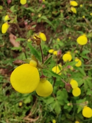 Calceolaria