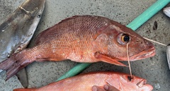 Lutjanus griseus