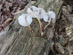 Mycena galericulata
