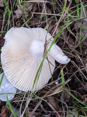 Russula parazurea
