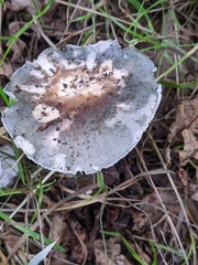 Russula parazurea