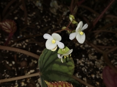 Begonia luzonensis