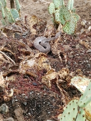 Crotalus ruber