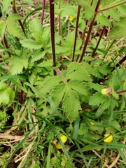 Calceolaria