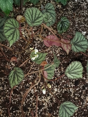 Begonia luzonensis