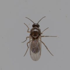 Ceratopogoninae