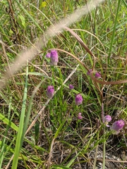 Polygala sanguinea