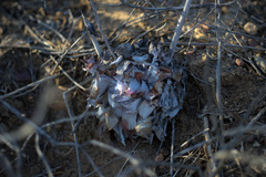 Dudleya pulverulenta