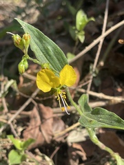 Aneilema aequinoctiale