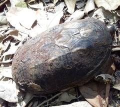 Claudius angustatus