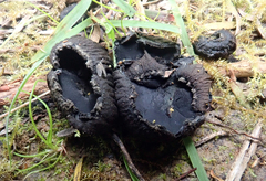 Plectania rhytidia
